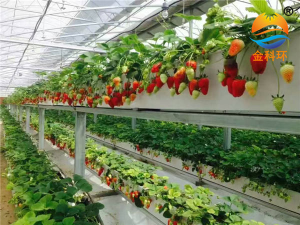 草莓国产在线麻豆精品入口12